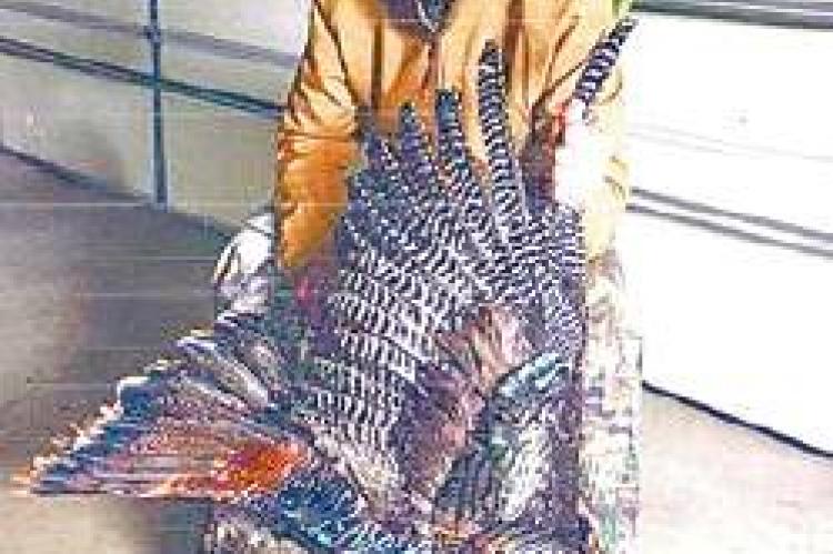 Article Image Alt Text