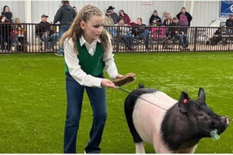 Tupelo Livestock Show