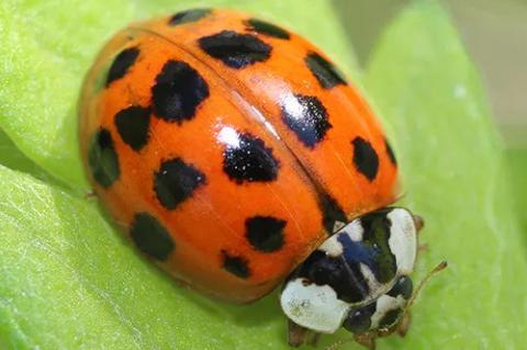 Ladybug Imposters