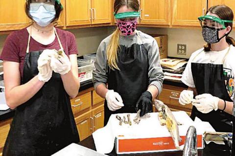 Disecting sharks -- a “Jawsome” experience